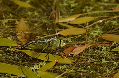 David Plant Photography - Wildlife Photography - Emperor dragonfly - A